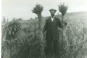 Philip T. Oatfield & his Klondike Wheat 1914-1915